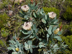 Protea subvestita