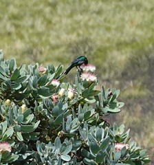 Nectarinia famosa