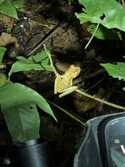 Boana maculateralis