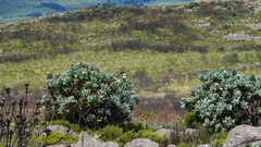 Nectarinia famosa