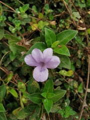 Barleria cristata