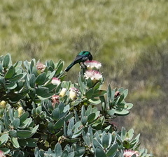 Nectarinia famosa