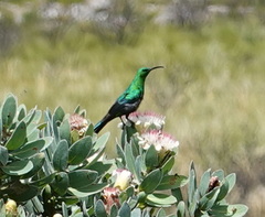 Nectarinia famosa