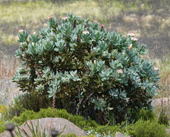 Protea subvestita
