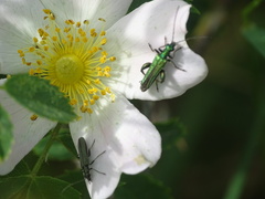Oedemera virescens