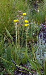 Berkheya rhapontica
