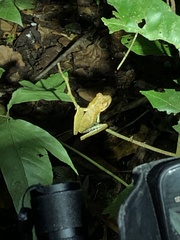 Boana maculateralis