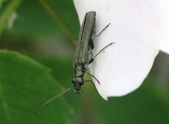 Oedemera virescens