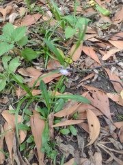 Lobelia anceps
