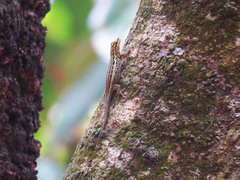 Lygodactylus picturatus