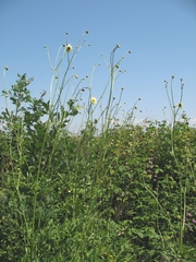 Cephalaria litvinovii