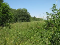 Cephalaria litvinovii