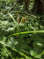 Carex fascicularis