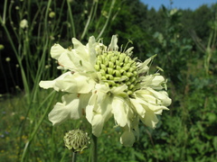 Cephalaria litvinovii