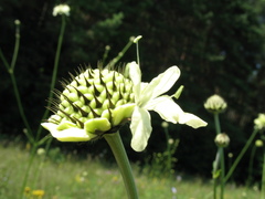 Cephalaria litvinovii
