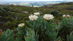 Protea subvestita