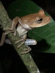 Boana maculateralis