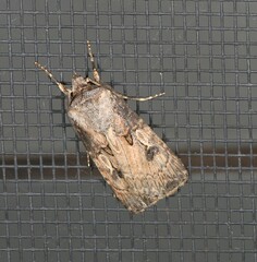 Agrotis interjectionis