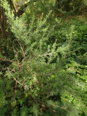 Leptospermum lanigerum