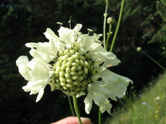 Cephalaria litvinovii
