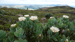 Protea subvestita