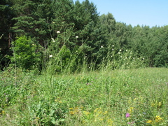 Cephalaria litvinovii