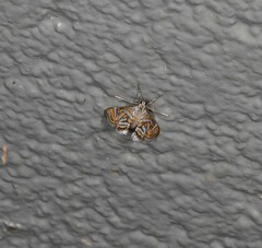 Anydraula pericompsa