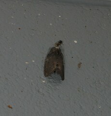 Archigargetta amydra