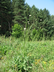 Cephalaria litvinovii