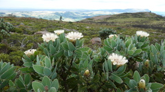 Protea subvestita