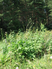 Cephalaria litvinovii