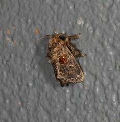 Chalcocelis albiguttatus