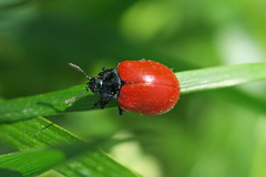 Chrysomela populi