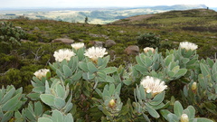 Protea subvestita