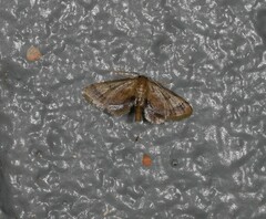 Idaea trypheropa