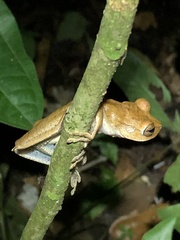 Boana maculateralis