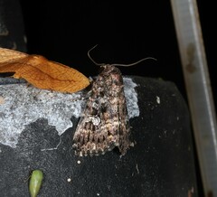 Condica aroana