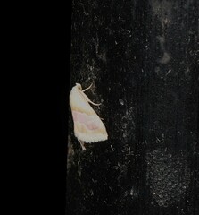 Eublemma roseana