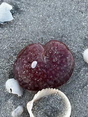 Aplidium stellatum