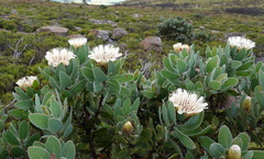 Protea subvestita