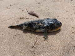 Amblyrhynchote honckenii