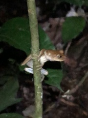 Boana maculateralis
