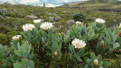 Protea subvestita