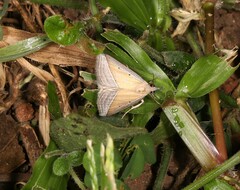 Hypena conscitalis