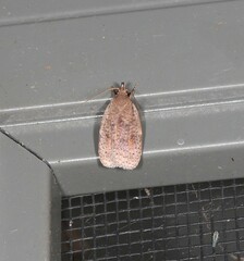 Peritornenta