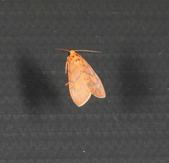 Miltochrista quadrilineata