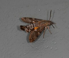 Macroglossum errans