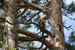 Loxia pytyopsittacus