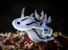 Chromodoris willani