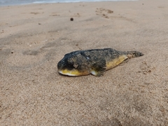 Amblyrhynchote honckenii